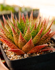 Gasteria 'Green Star'