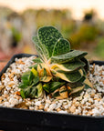 Gasteria gracilis variegata (yellow) | One & Only | B