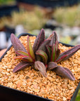 Adromischus marianae 'Leaf Edges Red'