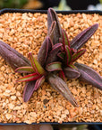 Adromischus marianae 'Leaf Edges Red'