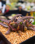 Adromischus marianae 'Leaf Edges Red'