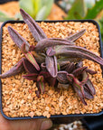 Adromischus marianae 'Leaf Edges Red'