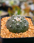 Astrophytum asterias f. kikko dotted