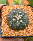 Astrophytum asterias f. kikko dotted