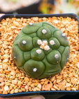 Astrophytum asterias f. kikko nudum