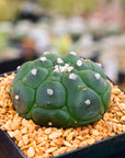 Astrophytum asterias f. kikko nudum