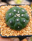 Astrophytum asterias f. kikko nudum