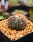 Astrophytum asterias f. purple dotted