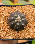 Astrophytum asterias f. purple dotted