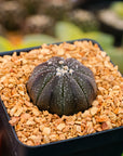 Astrophytum asterias f. purple dotted