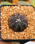 Astrophytum asterias f. purple dotted