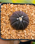 Astrophytum asterias f. purple nudum