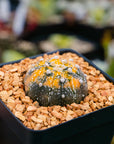 Astrophytum asterias f. variegata dotted