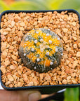 Astrophytum asterias f. variegata dotted