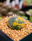 Astrophytum asterias f. variegata dotted