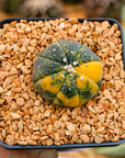 Astrophytum asterias f. variegata dotted