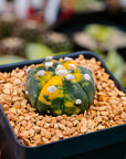 Astrophytum asterias f. variegata nudum