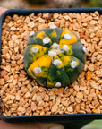 Astrophytum asterias f. variegata nudum