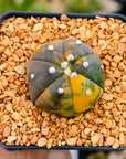 Astrophytum asterias f. variegata nudum