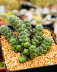 Crassula barklyi - Rattlesnake Tail