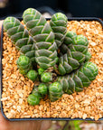 Crassula barklyi - Rattlesnake Tail