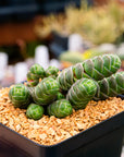 Crassula barklyi - Rattlesnake Tail