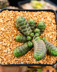 Crassula barklyi - Rattlesnake Tail