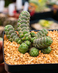 Crassula barklyi - Rattlesnake Tail