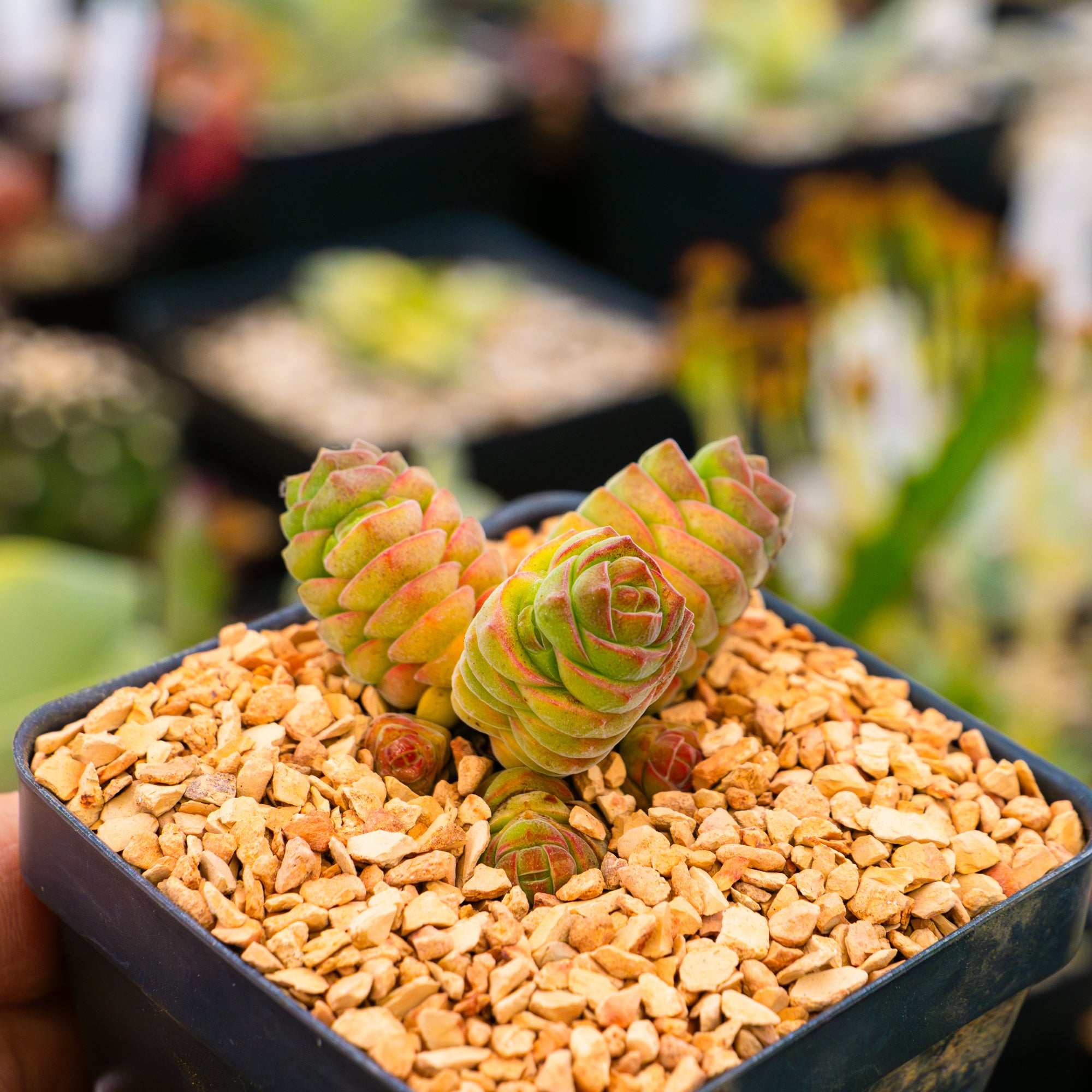 Crassula columella