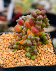 Crassula elegans