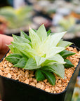 Haworthia 'Ice Kurozato' variegated