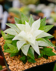 Haworthia 'Ice Kurozato' variegated