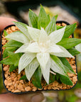 Haworthia 'Ice Kurozato' variegated