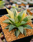 Haworthia 'Shark' variegated