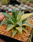 Haworthia 'Shark' variegated