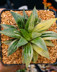 Haworthia 'Shark' variegated