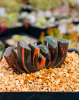 Haworthia truncata 'fuji' variegated | One & Only | A