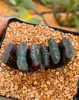 Haworthia truncata 'fuji' variegated | One & Only | A