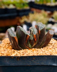 Haworthia truncata 'fuji' variegated | One & Only | A