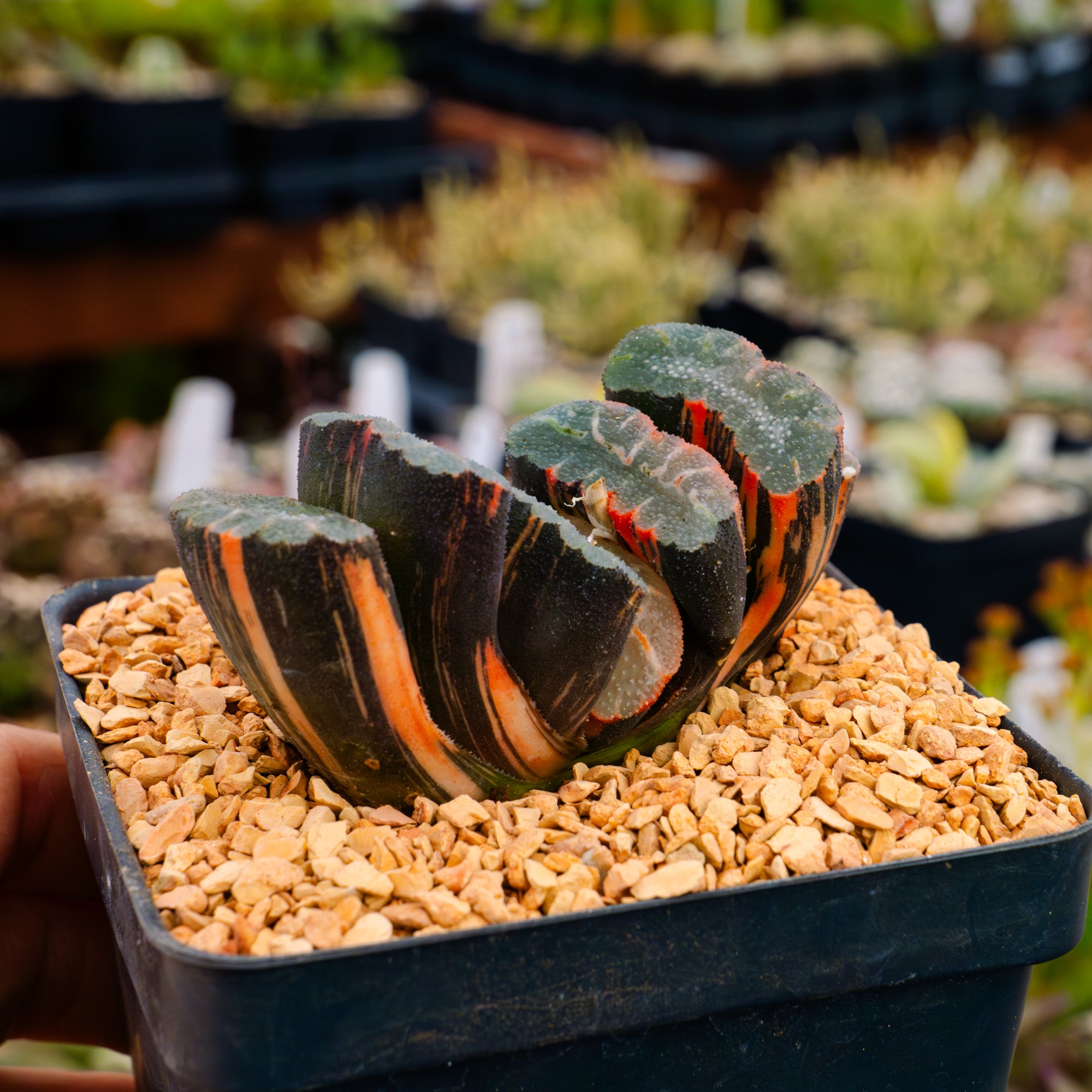 Haworthia truncata &#39;fuji&#39; variegated | One &amp; Only | B