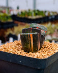 Haworthia truncata 'fuji' variegated | One & Only | B