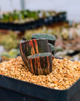 Haworthia truncata 'fuji' variegated | One & Only | B