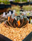 Haworthia truncata 'fuji' variegated | One & Only | D