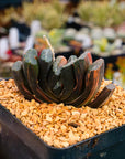 Haworthia truncata 'fuji' variegated | One & Only | D