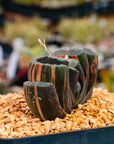 Haworthia truncata 'fuji' variegated | One & Only | D