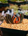 Haworthia truncata 'fuji' variegated | One & Only | C