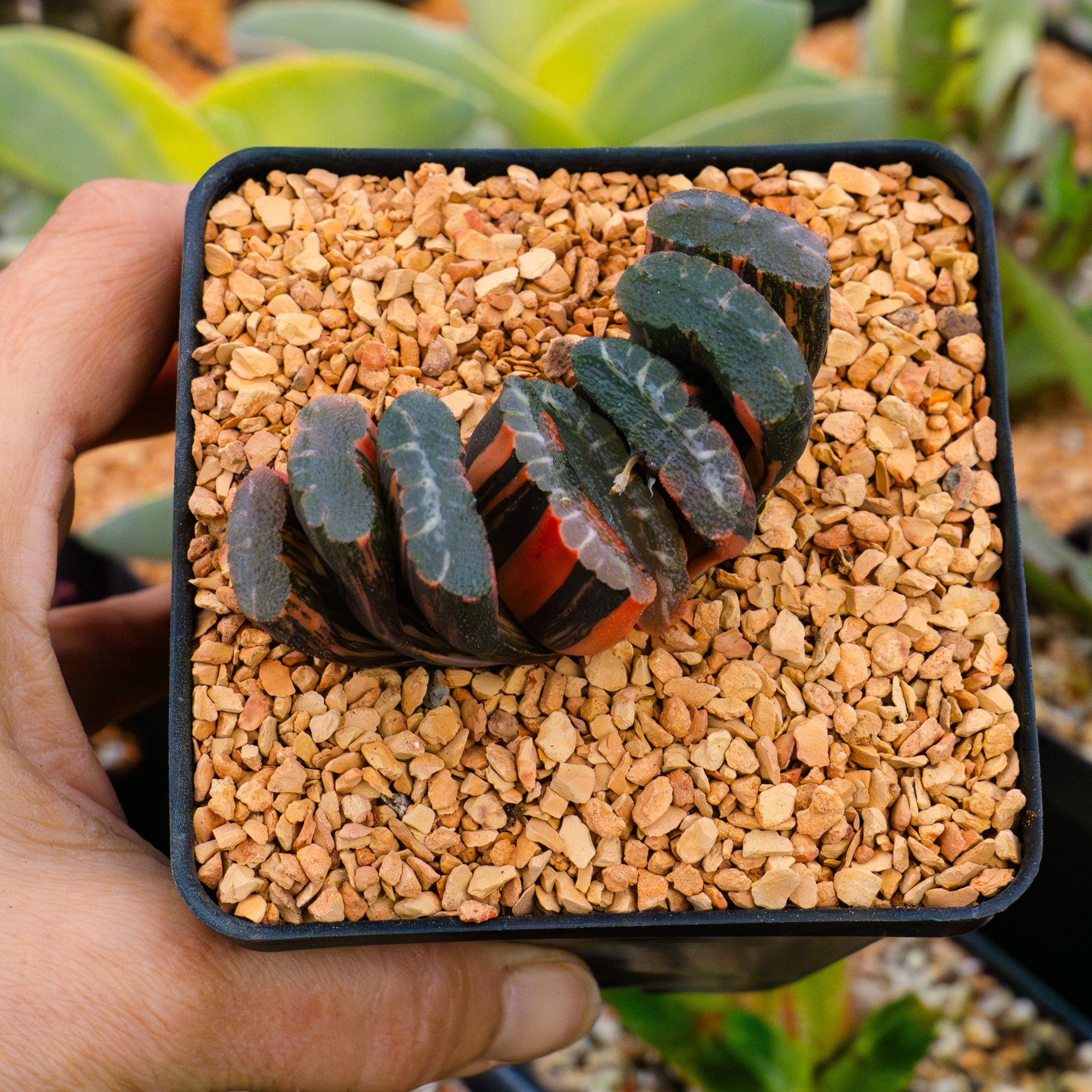 Haworthia truncata &#39;fuji&#39; variegated | One &amp; Only | C