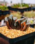 Haworthia truncata 'fuji' variegated | One & Only | C