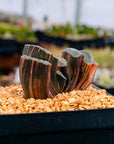 Haworthia truncata 'fuji' variegated | One & Only | C