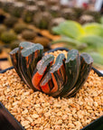 Haworthia truncata 'fuji' variegated | One & Only | C